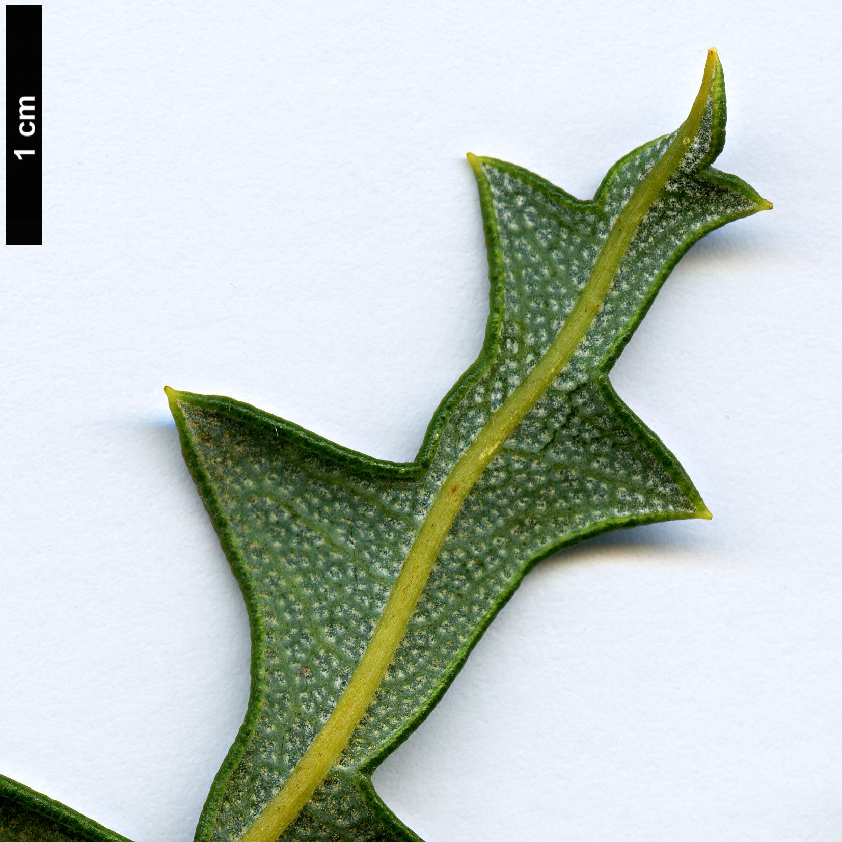 High resolution image: Family: Proteaceae - Genus: Dryandra - Taxon: idiogenes
